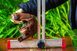 Driftwood For Moss Terrarium, Miniature, Micro Landscape,T8012 -Terrarium Plant Hub IMG 8968