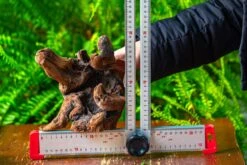 Driftwood For Moss Terrarium, Miniature, Micro Landscape,T8012 -Terrarium Plant Hub IMG 8969