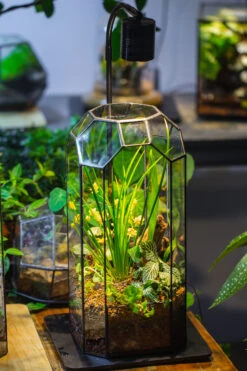 Vintage Tall Octagon Geometric Tin Glass Terrarium , 12.6" , Open, Suitable For Tall Plants, Orchid, Small Begonia Pitcher, Micro Landscape -with Warm Light Set -Terrarium Plant Hub IMG 8980 95ffbc43 7536 4184 b4bb db6fc71e3feb