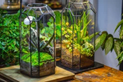 Vintage Tall Octagon Geometric Tin Glass Terrarium , 12.6" , Close, Suitable For Tall Plants, Orchid, Small Begonia Pitcher, Micro Landscape -with White Light Set -Terrarium Plant Hub IMG 8981 ba80d9b1 8c98 4304 b596 ad5920da47d8