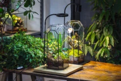 Vintage Tall Octagon Geometric Tin Glass Terrarium , 12.6" , Close, Suitable For Tall Plants, Orchid, Small Begonia Pitcher, Micro Landscape -with White Light Set -Terrarium Plant Hub IMG 8983