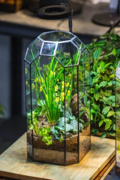 Vintage Tall Octagon Geometric Tin Glass Terrarium , 12.6" , Open, Suitable For Tall Plants, Orchid, Small Begonia Pitcher, Micro Landscape -with White Light Set -Terrarium Plant Hub IMG 8985