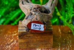 Driftwood For Moss Terrarium, Miniature, Micro Landscape,T8007 -Terrarium Plant Hub IMG 8986
