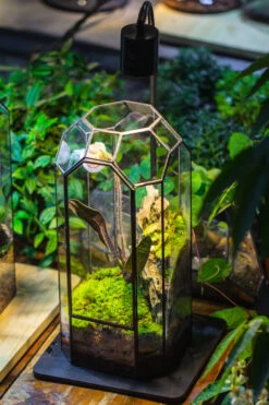 Vintage Tall Octagon Geometric Tin Glass Terrarium , 12.6" , Close, Suitable For Tall Plants, Orchid, Small Begonia Pitcher, Micro Landscape -with Warm Light Set -Terrarium Plant Hub IMG 8987 37e9a2a4 51ad 43e6 8e26 728e0180c84e