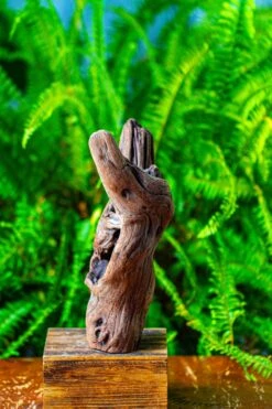 Driftwood For Moss Terrarium, Miniature, Micro Landscape,T8007 -Terrarium Plant Hub IMG 8988 7185c037 e773 4ff0 9f05 72ccaf11c69b