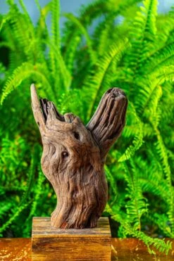 Driftwood For Moss Terrarium, Miniature, Micro Landscape,T8007 -Terrarium Plant Hub IMG 8989 9f05943d 791e 4a90 81de 3b1184ea93bf