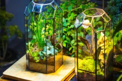 Vintage Tall Octagon Geometric Tin Glass Terrarium , 12.6" , Open, Suitable For Tall Plants, Orchid, Small Begonia Pitcher, Micro Landscape -with White Light Set -Terrarium Plant Hub IMG 8989 fe32944c 892c 4238 b635 b7fe40161d5f