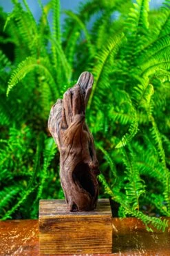 Driftwood For Moss Terrarium, Miniature, Micro Landscape,T8007 -Terrarium Plant Hub IMG 8990 275772c6 8b50 4b61 b979 b6faeaa40d0e