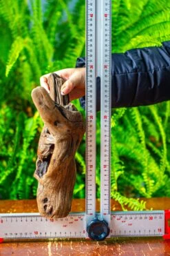 Driftwood For Moss Terrarium, Miniature, Micro Landscape,T8007 -Terrarium Plant Hub IMG 8992 3e86f04a 34f1 4f98 8325 9385d0984c8f