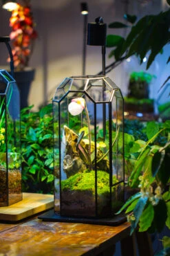 Vintage Tall Octagon Geometric Tin Glass Terrarium , 12.6" , Close, Suitable For Tall Plants, Orchid, Small Begonia Pitcher, Micro Landscape -with Warm Light Set -Terrarium Plant Hub IMG 8995