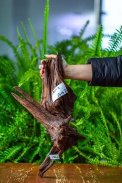 Driftwood For Moss Terrarium, Miniature, Micro Landscape, H8002 -Terrarium Plant Hub IMG 9023 a42ea42b e327 403d b64c cfe62924ca22