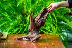 Driftwood For Moss Terrarium, Miniature, Micro Landscape, H8002 -Terrarium Plant Hub IMG 9024 b583061e 8521 4623 99fc 474a94d9f1b8