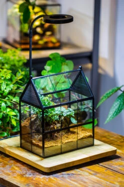 Handmade Terrarium With Light, House Shape Glass Geometric Terrarium With LED Light Set -Terrarium Plant Hub IMG 9024 f38879bc 799a 4ff3 b061 ecc5d6610f1c