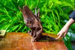 Driftwood For Moss Terrarium, Miniature, Micro Landscape, H8002 -Terrarium Plant Hub IMG 9026