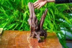 Driftwood For Moss Terrarium, Miniature, Micro Landscape, H8002 -Terrarium Plant Hub IMG 9027