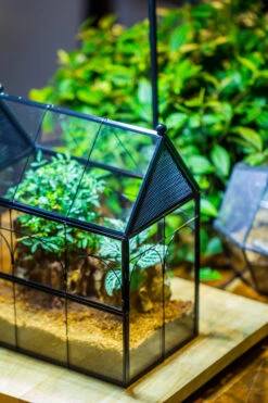 Handmade Terrarium With Light, House Shape Glass Geometric Terrarium With LED Light Set -Terrarium Plant Hub IMG 9028 f81fe0da 8267 478e 890b 32eec29111bd