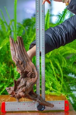Driftwood For Moss Terrarium, Miniature, Micro Landscape, H8002 -Terrarium Plant Hub IMG 9029