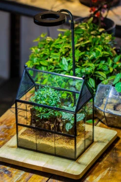 Handmade Terrarium With Light, House Shape Glass Geometric Terrarium With LED Light Set -Terrarium Plant Hub IMG 9030 27517ae2 d85d 448e a9de 1698a2f6cf9d