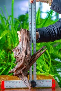 Driftwood For Moss Terrarium, Miniature, Micro Landscape, H8002 -Terrarium Plant Hub IMG 9030 7626fdb7 75aa 4163 8aed b2dfe7531715