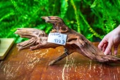 Driftwood For Moss Terrarium, Miniature, Micro Landscape, H8005 -Terrarium Plant Hub IMG 9031