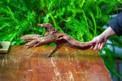 Driftwood For Moss Terrarium, Miniature, Micro Landscape, H8005 -Terrarium Plant Hub IMG 9032
