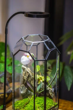 Vintage Tall Octagon Geometric Tin Glass Terrarium , 12.6" , Close, Suitable For Tall Plants, Orchid, Small Begonia Pitcher, Micro Landscape -with White Light Set -Terrarium Plant Hub IMG 9033