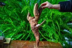 Driftwood For Moss Terrarium, Miniature, Micro Landscape, H8005 -Terrarium Plant Hub IMG 9033 1e241688 a5e9 42f5 9754 471d13727901