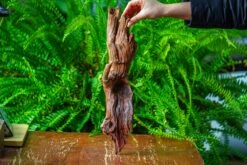 Driftwood For Moss Terrarium, Miniature, Micro Landscape, H8005 -Terrarium Plant Hub IMG 9034 22df4bb4 7a9b 410c 9424 a2444c94ac18