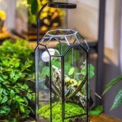 Vintage Tall Octagon Geometric Tin Glass Terrarium , 12.6" , Close, Suitable For Tall Plants, Orchid, Small Begonia Pitcher, Micro Landscape -with White Light Set -Terrarium Plant Hub IMG 9035