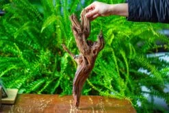 Driftwood For Moss Terrarium, Miniature, Micro Landscape, H8005 -Terrarium Plant Hub IMG 9035 adcfcf52 2d05 44b1 a307 3eff545e87f1