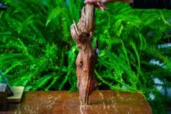 Driftwood For Moss Terrarium, Miniature, Micro Landscape, H8005 -Terrarium Plant Hub IMG 9036 724addb5 d4c4 4ec9 a2bb 965967700210