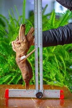 Driftwood For Moss Terrarium, Miniature, Micro Landscape, H8005 -Terrarium Plant Hub IMG 9037 798b9e7e 47ac 4398 8690 c590c098f943