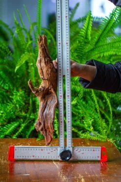 Driftwood For Moss Terrarium, Miniature, Micro Landscape, H8005 -Terrarium Plant Hub IMG 9038