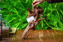 Driftwood For Moss Terrarium, Miniature, Micro Landscape, H8006 -Terrarium Plant Hub IMG 9039 5aa87ddb 87ad 402f 906f 12a276728251
