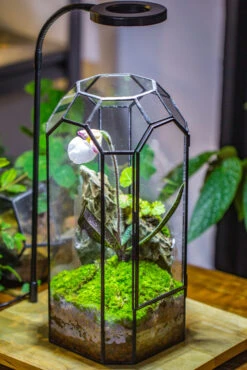 Vintage Tall Octagon Geometric Tin Glass Terrarium , 12.6" , Close, Suitable For Tall Plants, Orchid, Small Begonia Pitcher, Micro Landscape -with White Light Set -Terrarium Plant Hub IMG 9041