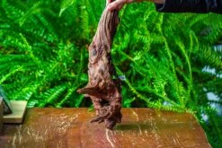 Driftwood For Moss Terrarium, Miniature, Micro Landscape, H8006 -Terrarium Plant Hub IMG 9041 54840477 73aa 4ccb 81e8 3cef16a376bb