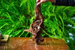 Driftwood For Moss Terrarium, Miniature, Micro Landscape, H8006 -Terrarium Plant Hub IMG 9042