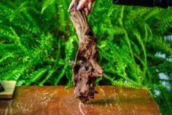 Driftwood For Moss Terrarium, Miniature, Micro Landscape, H8006 -Terrarium Plant Hub IMG 9043 cf7c1a53 2dbd 4202 834f 7bdeab9c6a49