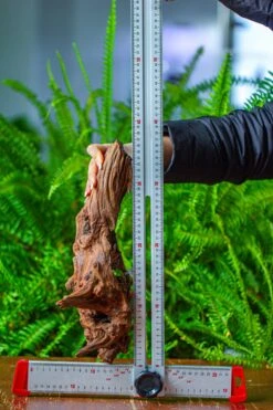 Driftwood For Moss Terrarium, Miniature, Micro Landscape, H8006 -Terrarium Plant Hub IMG 9044 d12844f7 5f48 43ee 8e6d 0313ae811d73