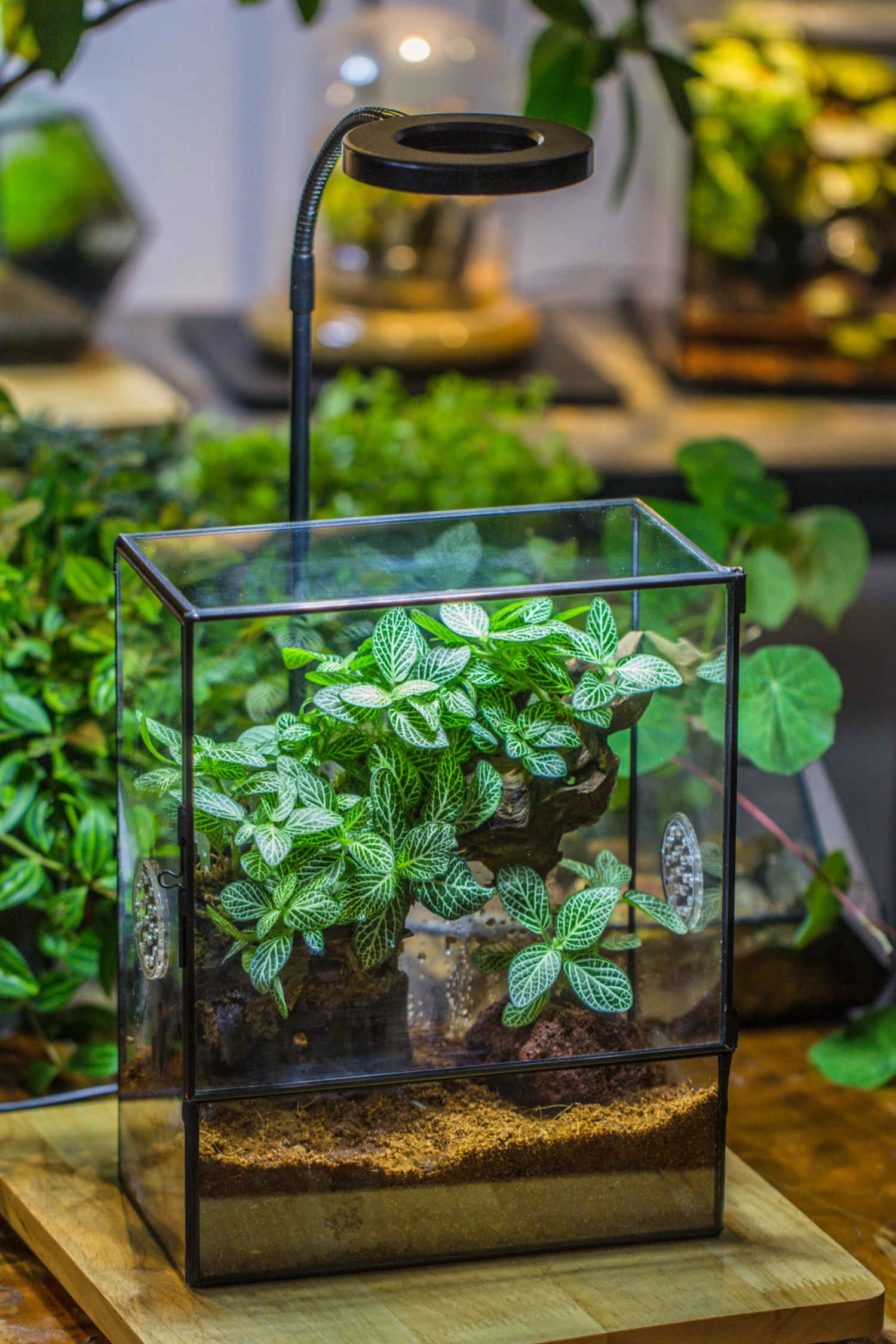 Close Geometric Glass Tin Terrarium With 3 Vents , 8x10" With Side Door, For Insects, Snail , Spider, Micro Landscape -with White Light Set 5 Close Geometric Glass Tin Terrarium With 3 Vents , 8x10" With Side Door, For Insects, Snail , Spider, Micro Landscape -with White Light Set - Image 3