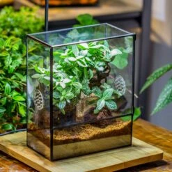 Close Geometric Glass Tin Terrarium With 3 Vents , 8x10" With Side Door, For Insects, Snail , Spider, Micro Landscape -with White Light Set 23 Close Geometric Glass Tin Terrarium With 3 Vents , 8x10" With Side Door, For Insects, Snail , Spider, Micro Landscape -with White Light Set -Terrarium Plant Hub IMG 9057 6b32ad8a d6d0 42a9 8c61 e1ea682afbc7