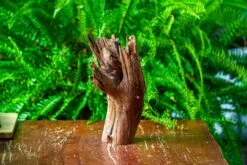 Front Page 14 Front Page -Terrarium Plant Hub IMG 9057 c814f432 ef8e 4e6a acf3 81e1817567f0