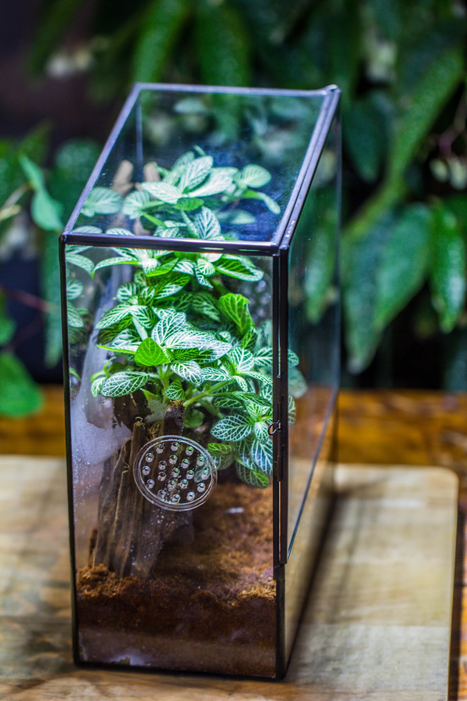 Close Geometric Glass Tin Terrarium With 3 Vents , 8x10" With Side Door, For Insects, Snail , Spider, Micro Landscape -with White Light Set 12 Close Geometric Glass Tin Terrarium With 3 Vents , 8x10" With Side Door, For Insects, Snail , Spider, Micro Landscape -with White Light Set - Image 10