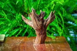 Driftwood For Moss Terrarium, Miniature, Micro Landscape, H8004 -Terrarium Plant Hub IMG 9058 474faba2 3150 446b a1d0 ad1e9cbcc663