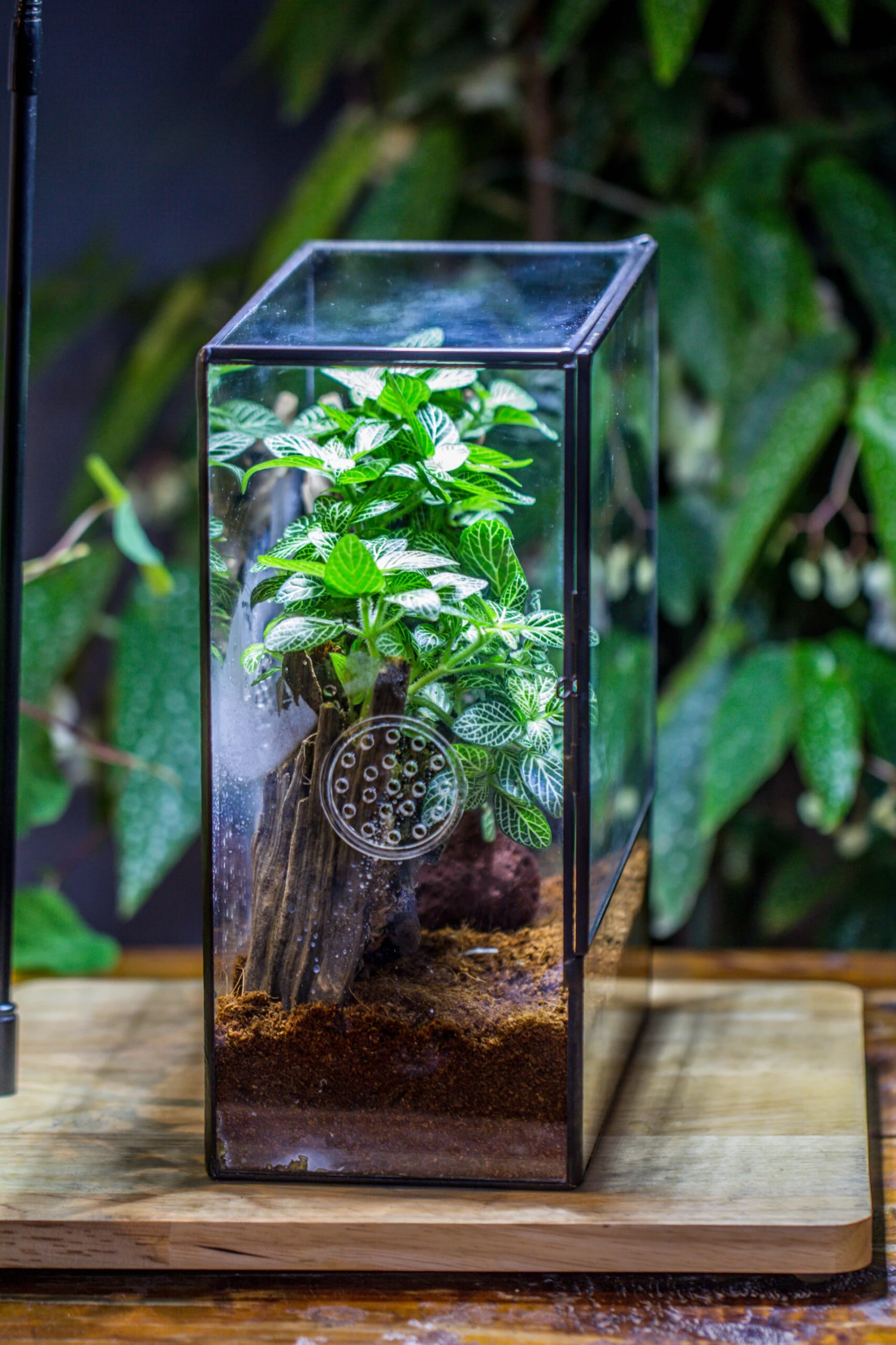 Close Geometric Glass Tin Terrarium With 3 Vents , 8x10" With Side Door, For Insects, Snail , Spider, Micro Landscape -with White Light Set 13 Close Geometric Glass Tin Terrarium With 3 Vents , 8x10" With Side Door, For Insects, Snail , Spider, Micro Landscape -with White Light Set - Image 11