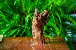 Driftwood For Moss Terrarium, Miniature, Micro Landscape, H8004 -Terrarium Plant Hub IMG 9059 1e044267 5a0b 4c8a 97a3 88b4506d0a6d
