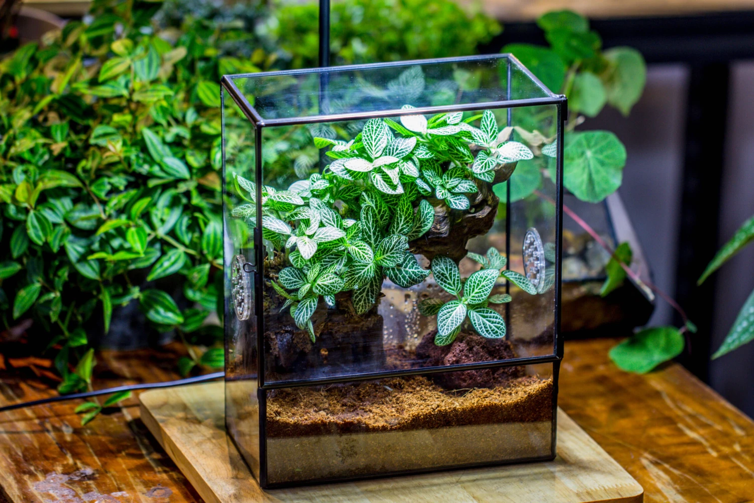 Close Geometric Glass Tin Terrarium With 3 Vents , 8x10" With Side Door, For Insects, Snail , Spider, Micro Landscape -with White Light Set 14 Close Geometric Glass Tin Terrarium With 3 Vents , 8x10" With Side Door, For Insects, Snail , Spider, Micro Landscape -with White Light Set - Image 12