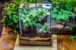 Close Geometric Glass Tin Terrarium With 3 Vents , 8x10" With Side Door, For Insects, Snail , Spider, Micro Landscape -with White Light Set 34 Close Geometric Glass Tin Terrarium With 3 Vents , 8x10" With Side Door, For Insects, Snail , Spider, Micro Landscape -with White Light Set -Terrarium Plant Hub IMG 9061 505ee150 c623 479a 90ef b4fd1ea4193c