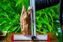 Driftwood For Moss Terrarium, Miniature, Micro Landscape, H8004 -Terrarium Plant Hub IMG 9061 fbe82cef fbdf 4dc5 b219 01e41f35d88d