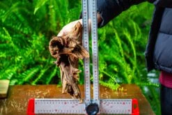 Driftwood For Moss Terrarium, Miniature, Micro Landscape, H8004 -Terrarium Plant Hub IMG 9062